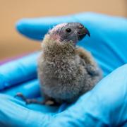 Two Mitchell's lorikeets have hatched at Chester Zoo, giving conservationists hope for the future of the species