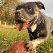 The owner of a secure dog field business has slammed the XL Bully ban