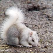 A rare white squirrel was attacked at Marbury Country Park