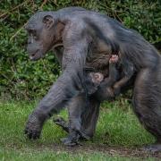 Joy as rare baby chimpanzee is born at Chester Zoo