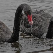 A black swan has died at Shakerley Mere amid a reported outbreak of avian botulism