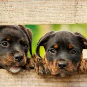The proposed law will ban puppies less than six months old being imported into the country