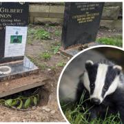 Badgers have burrowed right underneath this headstone in Witton Cemetery, Northwich