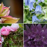16 picture perfect Mid Cheshire gardens in full bloom this spring
