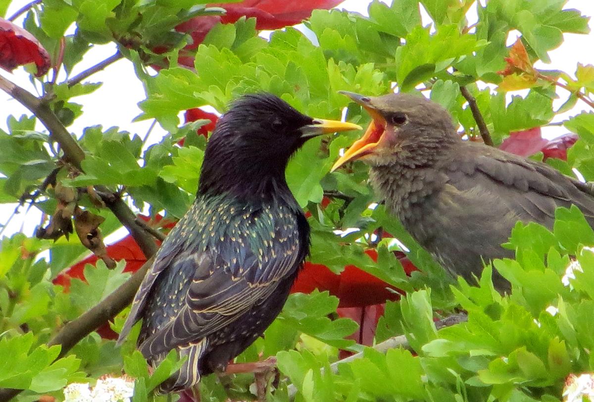 Lovely photo of a starling parent feeding her chick, taken by Tony Walker in his back garden