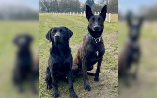 PDs Buddy (left) and Torro had a 'productive set of shifts'